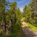 Waldweg im Val San Nicolò, Val San Nicolò, Waldweg