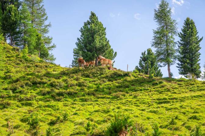Haflinger Pferde am Pass Forc dal Pief