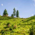 Haflinger Pferde am Pass Forc dal Pief, Forc dal Pief, Haflinger, Pferd, Pferde, Ross, Val San Nicolò, cavallo, equino, horse