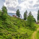Haflinger Pferde am Pass Forc dal Pief, Forc dal Pief, Haflinger, Pferd, Pferde, Ross, Val San Nicolò, cavallo, equino, horse