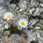 Alpenblumen, Bergblumen