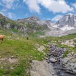 Gipfel Hohe Weiße, Cima Bianca Grande, Haflinger, Hochweisse, Hochweiße, Hohe Weiße, Pferd, Pferde, Pfossental, Ross, cavallo, equino, horse