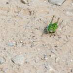 Heuschrecke, Flipp, Heuschrecke, Insekt, Insekten, grün