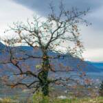 Kaki Baum hoch über dem Burggrafenamt, Kakibaum