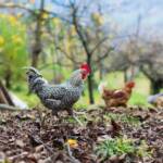 Gigger (Hahn) und Hennen, Gigger, Gockel, Hahn, Henne, Hennen