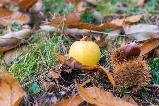 Apfel und Kastanie