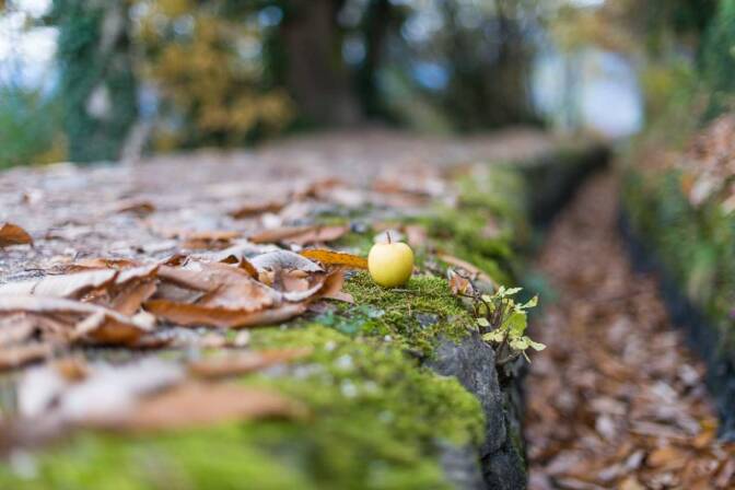 Apfel am Waalweg Marling