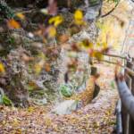 Waalweg Marling im Herbst, Blätter, Golden, Herbst, Marlinger Waalweg, Waalweg, autumn, autunno