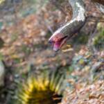 Höölenschlund am Waalweg Marling, Hölle, Loch, Marlinger Waalweg, Schlange, Schlund