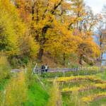Waalweg Marling, Herbst, Marlinger Waalweg, autumn, autunno