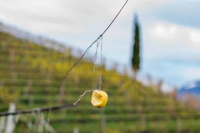 Gebissen: Golden Delicious