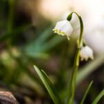 Schneeglöckchen im Frühlingstal, Frühjahr, Frühlings-Knotenblumen, Frühlingstal, Galanthus, Großes Schneeglöckchen, Hübsches Februar-Mädchen, Leucojum vernum, Lichtmess-Glocken, Lichtmess-Glöckchen, Marienkerzen, Milchblume, Märzbecher, Märzenbecher, Märzglöckchen, Schnee-Durchstecher, Schneeglöckchen, Weiße Jungfrau, Weißglatze, weiß
