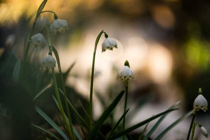 Schneeglöckchen im Frühlingstal