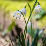 Schneeglöckchen im Frühlingstal, Frühjahr, Frühlings-Knotenblumen, Frühlingstal, Galanthus, Großes Schneeglöckchen, Hübsches Februar-Mädchen, Leucojum vernum, Lichtmess-Glocken, Lichtmess-Glöckchen, Marienkerzen, Milchblume, Märzbecher, Märzenbecher, Märzglöckchen, Schnee-Durchstecher, Schneeglöckchen, Weiße Jungfrau, Weißglatze, weiß