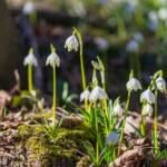 Märzenbecher im Frühlingstal, Frühjahr, Frühlings-Knotenblumen, Frühlingstal, Galanthus, Großes Schneeglöckchen, Hübsches Februar-Mädchen, Leucojum vernum, Lichtmess-Glocken, Lichtmess-Glöckchen, Marienkerzen, Milchblume, Märzbecher, Märzenbecher, Märzglöckchen, Schnee-Durchstecher, Schneeglöckchen, Weiße Jungfrau, Weißglatze, weiß