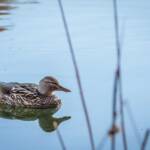 Ente am Montiggler See, Ente