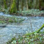 Schneeglöckchen im Frühlingstal am Angelbach, Angelbach, Frühlings-Knotenblumen, Frühlingstal, Galanthus, Großes Schneeglöckchen, Hübsches Februar-Mädchen, Leucojum vernum, Lichtmess-Glocken, Lichtmess-Glöckchen, Marienkerzen, Milchblume, Märzbecher, Märzenbecher, Märzglöckchen, Schnee-Durchstecher, Schneeglöckchen, Weiße Jungfrau, Weißglatze, weiß