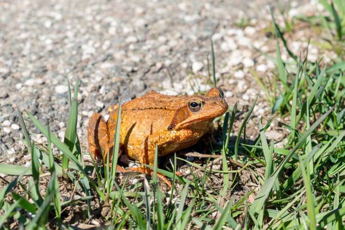 Ein brauner Frosch sonnt sich am Wegesrand in der Frühlingssonne.