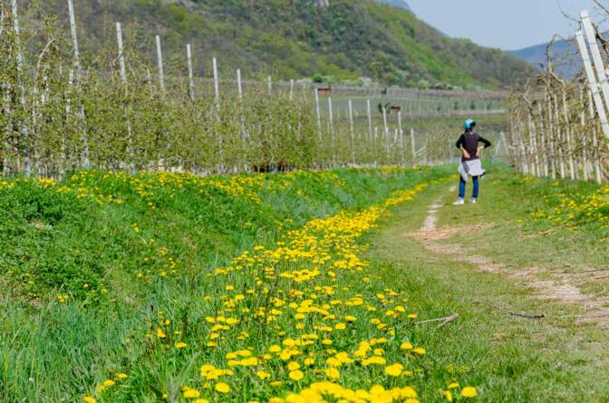 Von Tramin zum Kalterer See