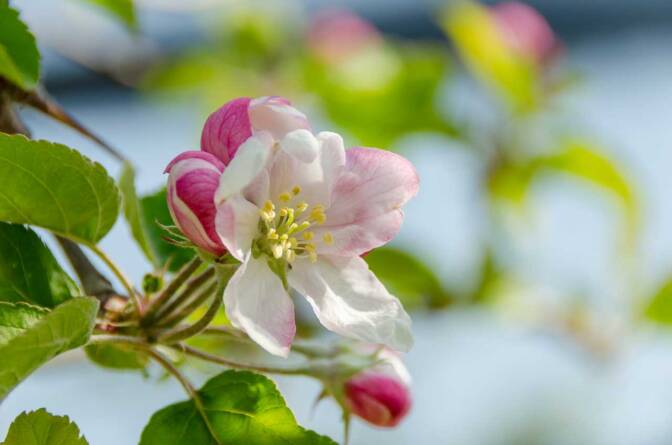 Die Apfelbaumblüte steht kurz bevor