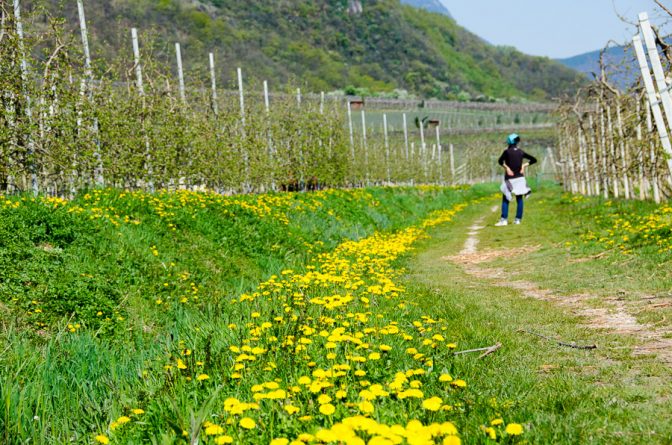 Von Tramin zum Kalterer See