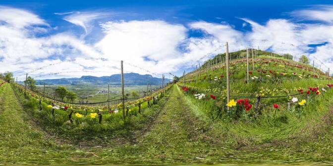 360° im Weinberg des Egetmann Obmannes. Im Frühling blühen hier unzählige Tulpen.