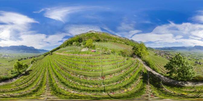 Die Tulpen im Weinberg des Günter Bologna. 360° Luftaufnahme.