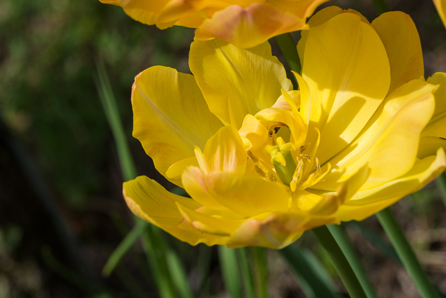 Gelbe Tulpe im Frühling