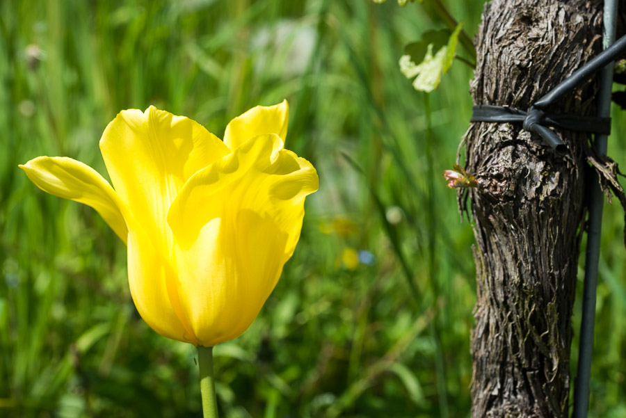 Gelbe Tulpe mit Rebe