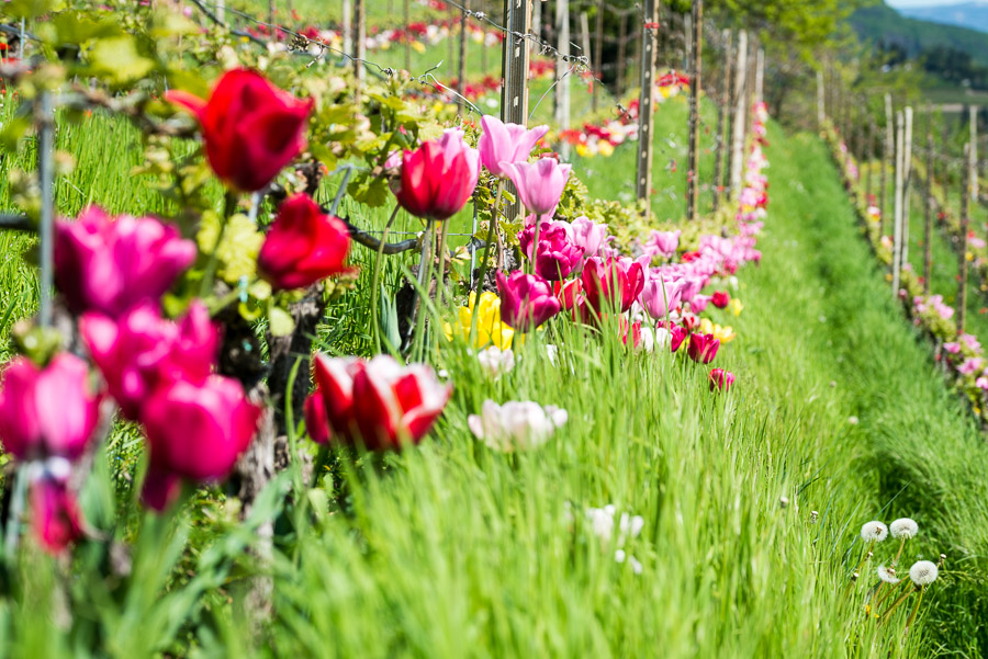 Tulpenpracht in einem Weingarten bei Tramin
