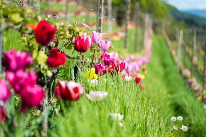 Tulpen im Weinberg