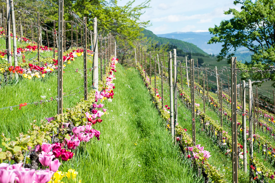 Tulpen in einem Weingarten bei Tramin