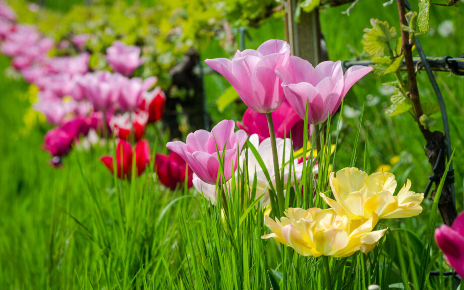 Tulpen im Weinberg des Günter Bologna