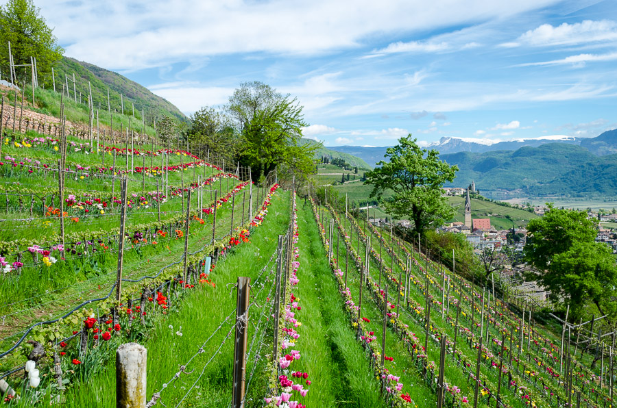 Blick auf das Weindorf Tramin im Frühling