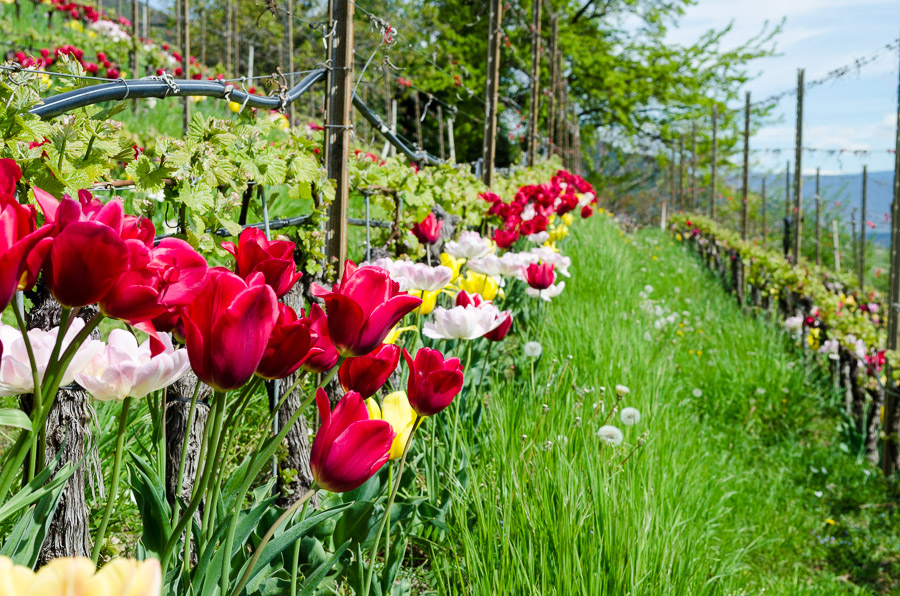 Die Tulpen am Giggerblick über Tramin
