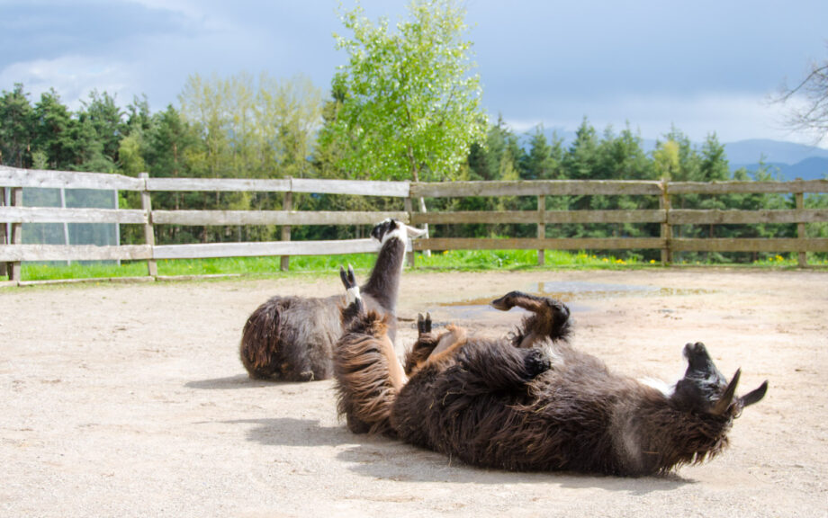 Lamas am Kaserhof in Oberbozen