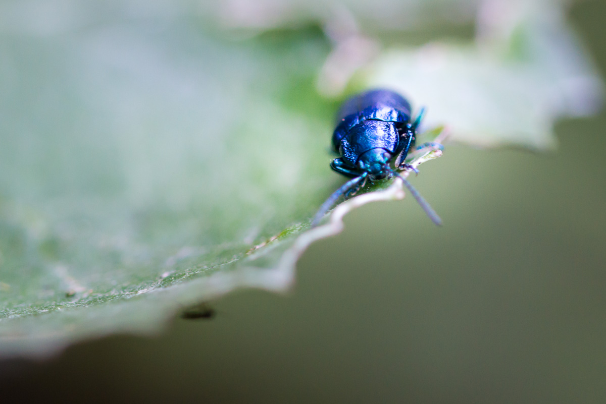 blauer Käfer