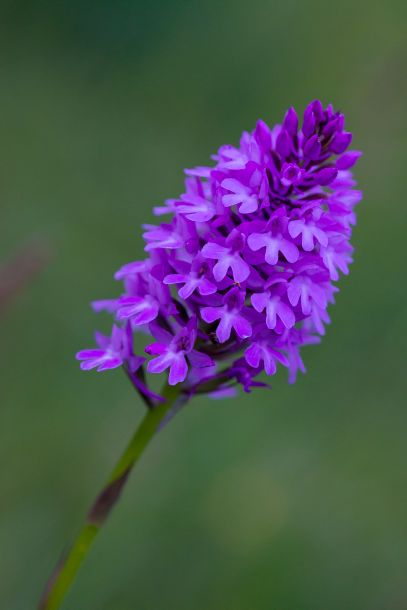 Breitblättrige Knabenkraut, Orchidee