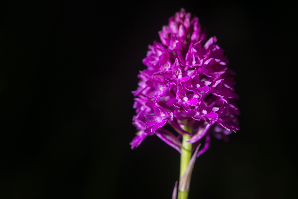 Breitblättrige Knabenkraut, Orchidee
