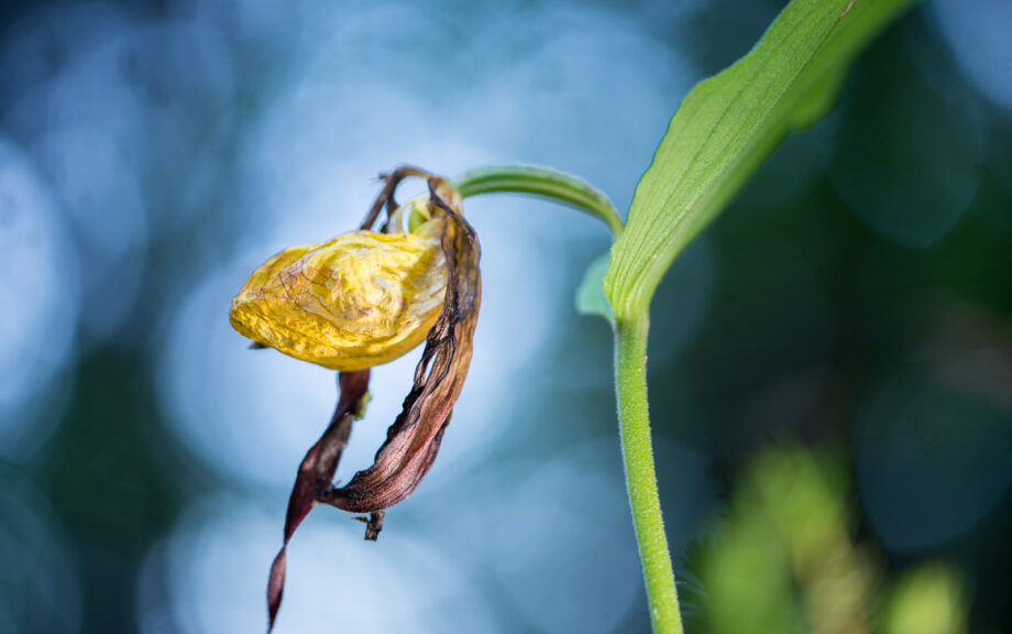 alter gelber Frauenschuh - Orchidee