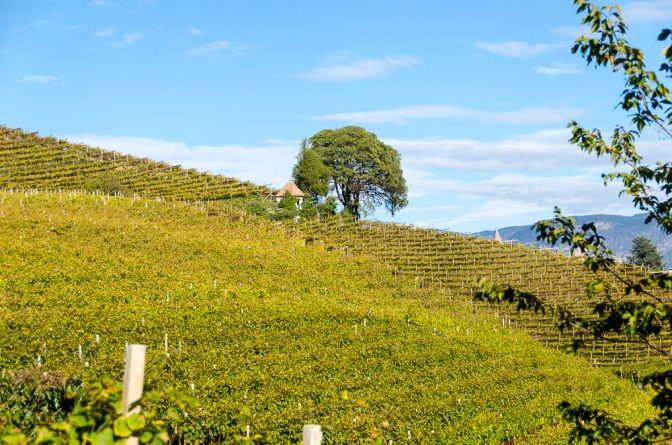 Blick vom Weinlehrpfad Kurtatsch auf die Weinberge