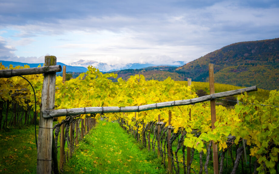 Pergola im Herbst - abgelichtet im Bärental