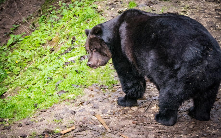 Braunbär Bruno der Bär von San Romedio