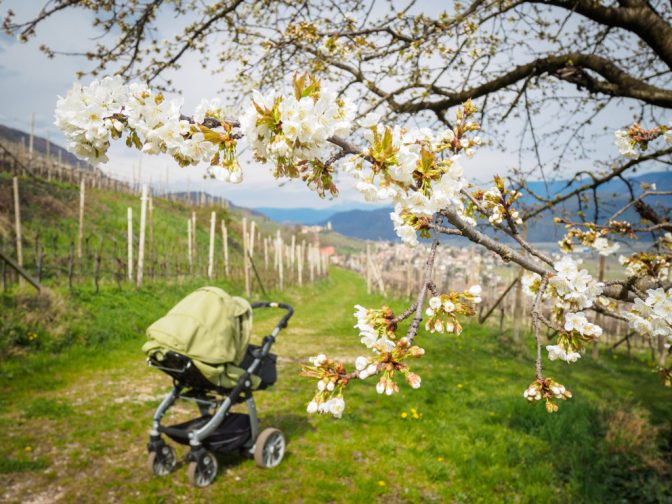 Mit dem Kinderwagen kreuz und Quer durch Tramins Weinberge