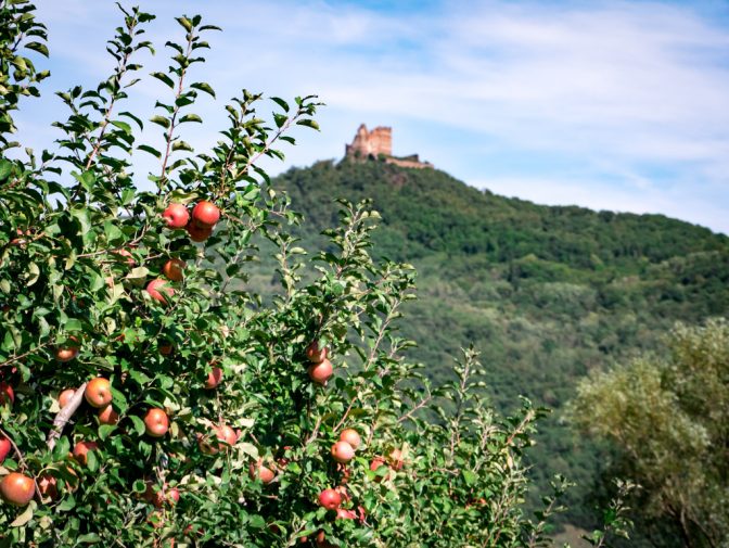 Apfelbäume untermalen die Leuchtenburg