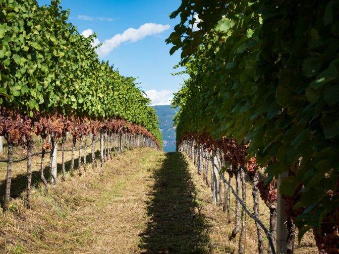 Weinberg mit Gewürztraminer Trauben