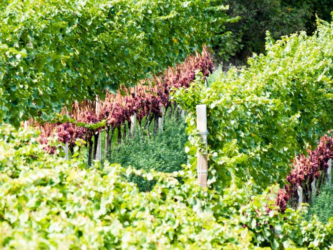 Gewürztraminer Weinberg in Tramin