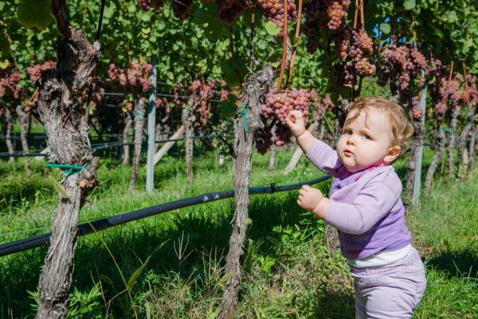 Gewürztraminer Trauben kosten