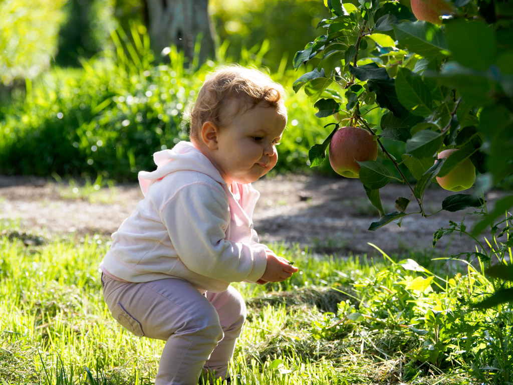 Anna beim Apfel pflücken