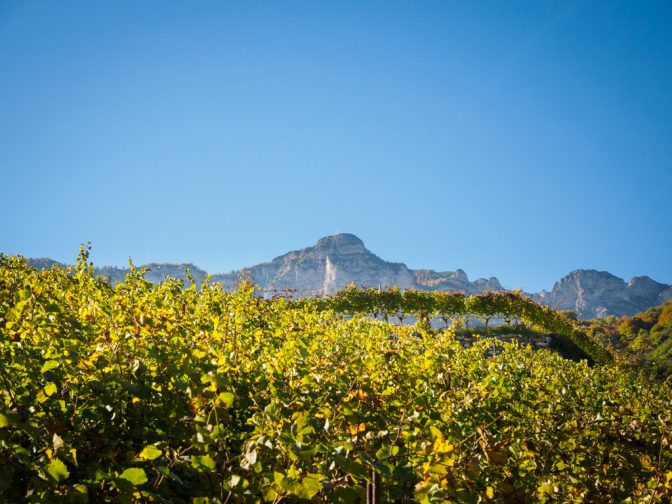 Herbstspaziergang - Herbstlicher Weinberg mit Blick auf Schwarzem Kopf